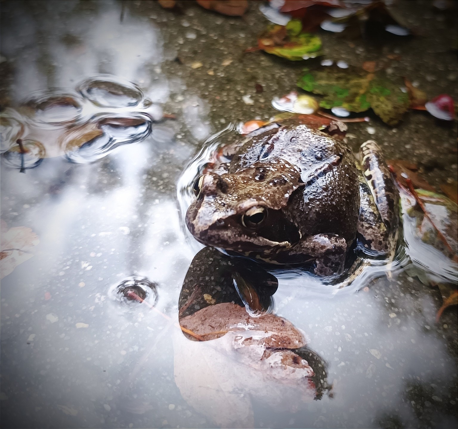 Kikker in water