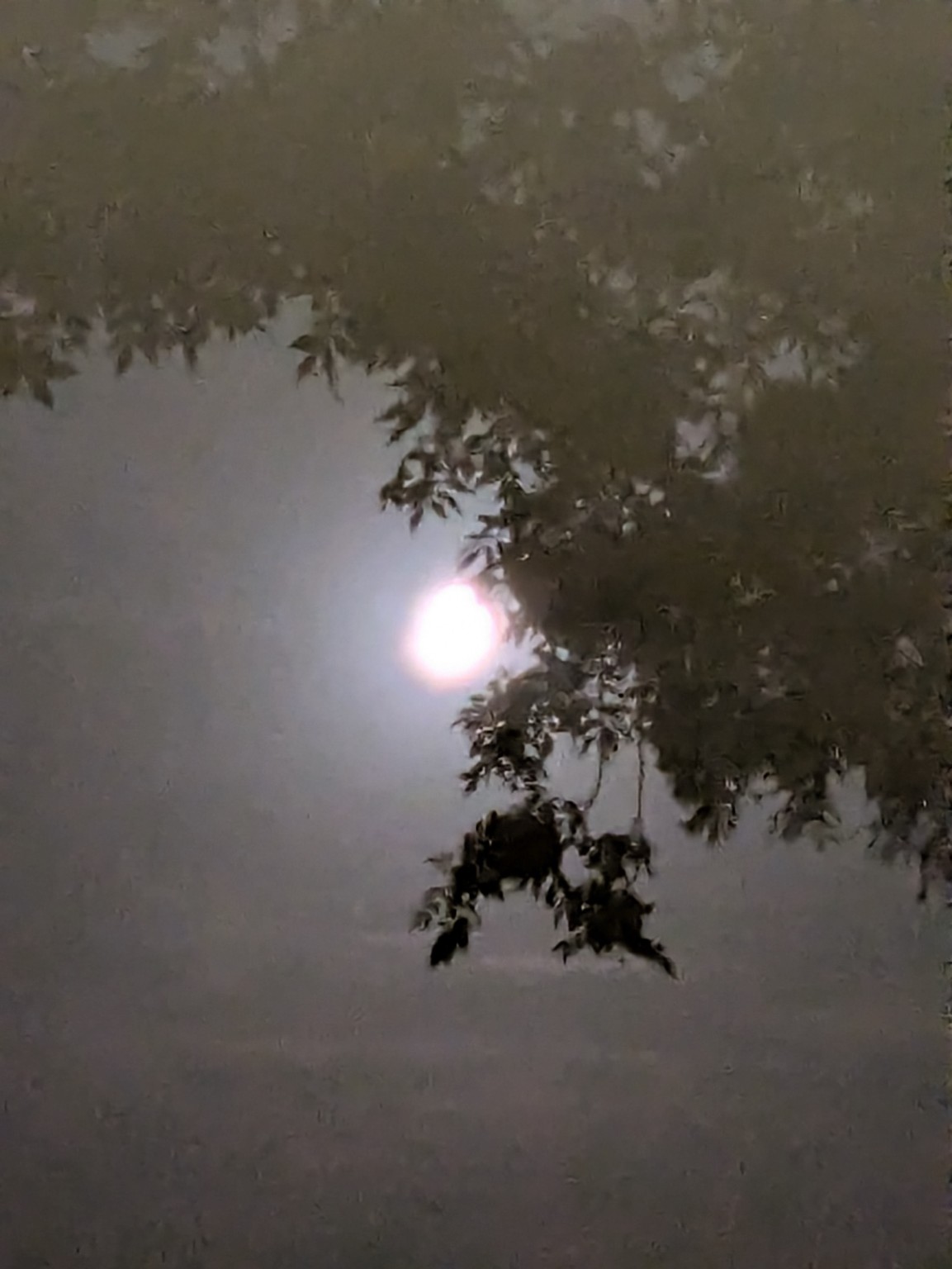 Licht en weerspiegeling tussen boombladeren